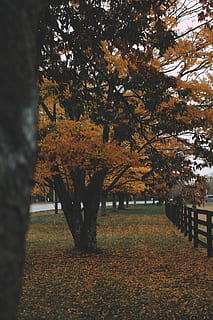 arbre de fulles marrons, planta, arbre, tronc de l'arbre, maple, humà, persona, a l'aire lliure, full, llum solar, avet, abies, asfalt, edifici, pont, passeig marítim, naturalesa, roure, Camí, marina, tardor, canvi, parc, creixement, bellesa a la natura, part de la planta, tranquil·litat, camp, terra, escenics - natura, color taronja, cap gent, dia, paisatge, escena tranquil·la, caure, col·lecció de tardor, fulles, 5K, CC0, domini públic, lliure de regalies