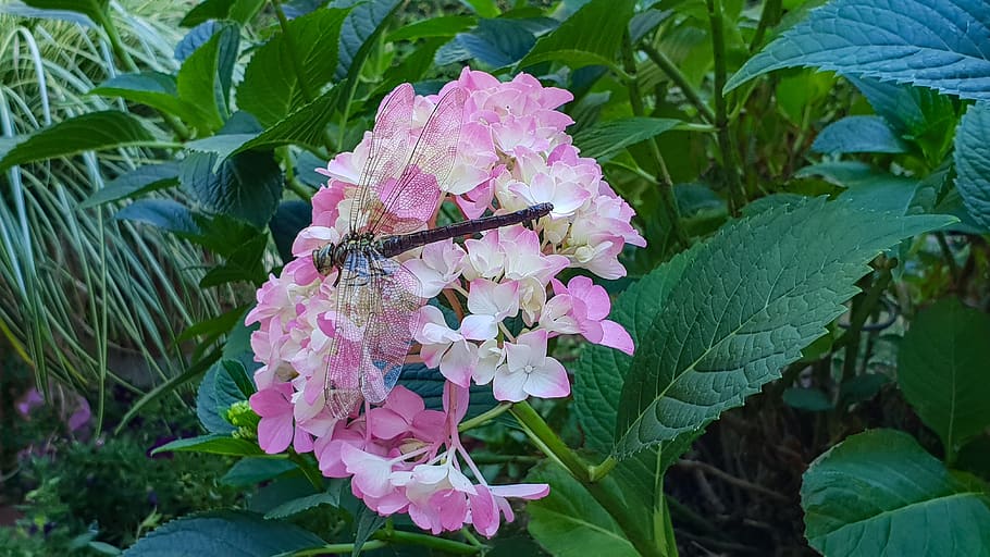 ortensia, rosa, libellula, flora, fauna, foglia, giardino, natura, crescita, pianta, pianta fiorita, fiore, parte vegetale, freschezza, colore rosa, bellezza nella natura, fragilità, vulnerabilità, avvicinamento, petalo, colore verde, testa di fiore, infiorescenza, giorno, botanica, nessuno, all'aperto, viola, primavera, lilla, un mazzo di fiori, 4K