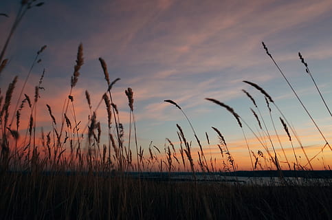 herbe brune, plante, herbe, pelouse, roseau, la nature, ciel, oiseau, animal, le coucher du soleil, en plein air, lever du soleil, vent, végétation, crépuscule, ciel rouge, Aube, silhouette, champ, aliments, grain, beauté dans la nature, croissance, tranquillité, personne, paysages - nature, scène tranquille, terre, nuage - ciel, paysage, couleur orange, surgir, environnement, agriculture, tige, la fléole des prés, 4K, CC0, domaine public, libre de droits