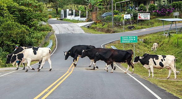 les vaches, troupeau, bétail, Lait, noir, blanc, à pois, Autoroute, trafic, route, rue, zone interdite, Panama, mammifère, animaux domestiques, animal, transport, national, groupe d'animaux, vertébré, thèmes animaux, symbole, vache, signe, marquage, marquage routier, plante, ville, journée, personne, herbivore, en plein air, 4K, CC0, domaine public, libre de droits