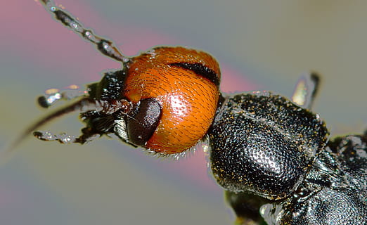 nero, Marrone, insetto, scarafaggio, avvicinamento, insetti, temi animali, animale, invertebrato, fauna selvatica, un animale, animali allo stato selvatico, macro, concentrarsi sulle conoscenze acquisite, natura, nessuno, primo piano estremo, parte del corpo animale, giorno, ape, all'aperto, messa a fuoco selettiva, bellezza nella natura, occhio animale, piccolo, testa di animale, 1080P, CC0, dominio pubblico, privo di copyright