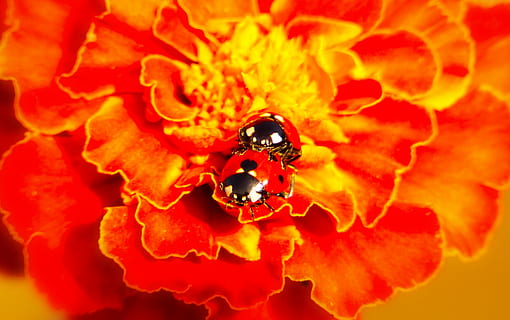 dues marietes que aparellen, flora, pol·len, planta, flor, pètal, antera, anemone, andrena, invertebrat, insecte, Hornet, abella, animal, Vespa, planta amb flors, primer pla, bellesa a la natura, cap de flor, temes d'animals, fragilitat, fauna animal, animals a la natura, vermell, naturalesa, vulnerabilitat, frescor, un animal, inflorescència, cap gent, polinització, a l'aire lliure, 2K, CC0, domini públic, lliure de regalies