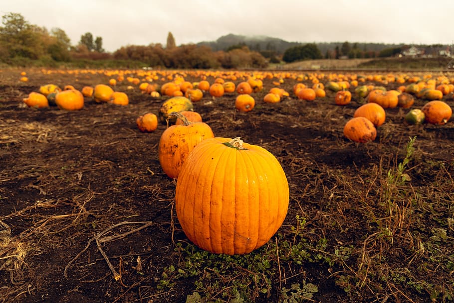 overskyet, gård, Mark, bjerg, lappe, græskar, jord, mad, mad og drikke, grøntsag, sund kost, plante, landbrug, orange farve, friskhed, ingen mennesker, natur, miljø, halloween, velvære, dag, landskab, efterår, udendørs, 5K