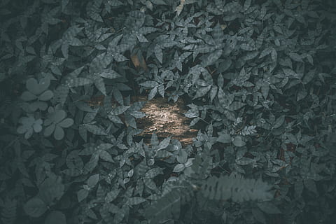 sentir, pensar, coses, cosa, pensament, arbres, amic, història, línia, mig, centre, mid, destacats, variació, variacions, bokeh, textura, textures, naturalesa, cap gent, creixement, primer pla, marc complet, fons, vista d’angle alt, temperatura de fred, gel, patró, a l'aire lliure, hivern, tranquil·litat, bellesa a la natura, full, planta, directament a sobre, cristall, dia, part de la planta, compost digital, 5K, CC0, domini públic, lliure de regalies