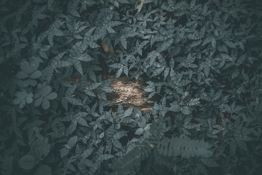 sentir, pensar, coses, cosa, pensament, arbres, amic, història, línia, mig, centre, mid, destacats, variació, variacions, bokeh, textura, textures, naturalesa, cap gent, creixement, primer pla, marc complet, fons, vista d’angle alt, temperatura de fred, gel, patró, a l'aire lliure, hivern, tranquil·litat, bellesa a la natura, full, planta, directament a sobre, cristall, dia, part de la planta, compost digital, 5K
