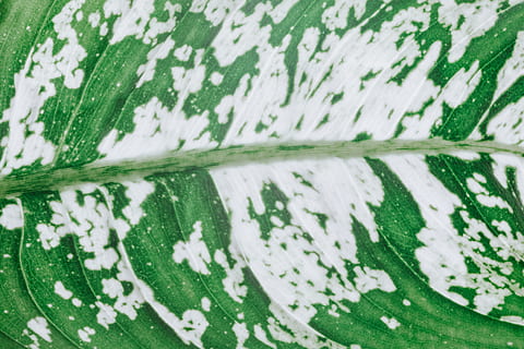 green leaf, leaf, plant, texture, green, wildlife, food, fruit, close up, outdoors, vein, nature, white, grey, watermelon, close-up, dumb cane, macro, greenery, aloe, melon, textile, pattern, full frame, green color, no people, winter, backgrounds, art and craft, craft, wool, white color, indoors, creativity, clothing, sweater, selective focus, material, textured, softness, warm clothing, floral pattern, 5K, CC0, public domain, royalty free