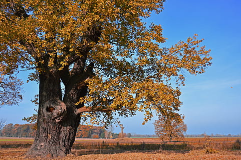 eik, boom, loofboom, oud, eeuwen, herfst, herfstkleuren, bladeren, bladeren vallen, natuur, landschap, herfst landschap, herfst stemming, fabriek, dag, schoonheid in de natuur, groei, verandering, boomstam, hemel, land-, romp, veld-, kalmte, geen mensen, buitenshuis, scenics - natuur, milieu, tak, herfstcollectie, 5K, CC0, publiek domein, royaltyvrij