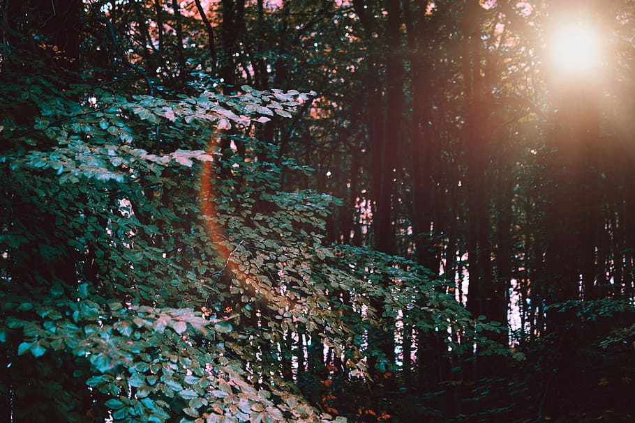 verd, fulles, arbres, bosc, sol, llum solar, boscos, arbre, planta, terra, tranquil·litat, creixement, naturalesa, bellesa a la natura, escena tranquil·la, flare de la lent, cap gent, raig de sol, escenics - natura, dia, escena no urbana, a l'aire lliure, medi ambient, selva tropical, streaming, 5K