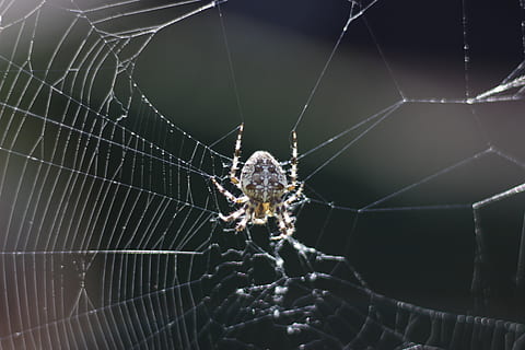 aranya, naturalesa, web, macro, primer pla, estiu, animals, un animal, temes d'animals, invertebrat, aràcnids, animal, teranyina, insecte, fauna animal, artròpode, animals a la natura, fragilitat, cap gent, vulnerabilitat, dia, teixit, a l'aire lliure, centrar-se en primer pla, cames d’animal, complexitat, 5K, CC0, domini públic, lliure de regalies