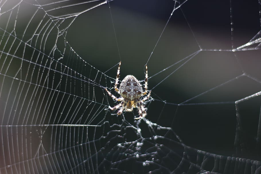 aranya, naturalesa, web, macro, primer pla, estiu, animals, un animal, temes d'animals, invertebrat, aràcnids, animal, teranyina, insecte, fauna animal, artròpode, animals a la natura, fragilitat, cap gent, vulnerabilitat, dia, teixit, a l'aire lliure, centrar-se en primer pla, cames d’animal, complexitat, 5K