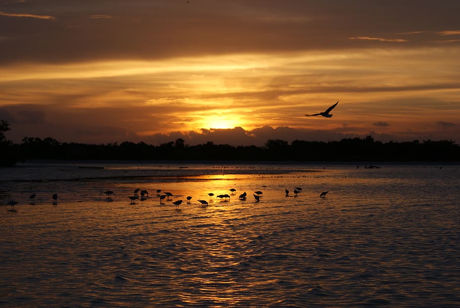 mexicà, isla holbox, temes d'animals, posta de sol, cel, ocell, animal, aigua, vertebrats, animals a la natura, fauna animal, grup d’animals, bellesa a la natura, davant del mar, volant, núvol - cel, silueta, color taronja, escenics - natura, gran grup d’animals, escena tranquil·la, cap gent, ramat d’ocells, gavina, 4K