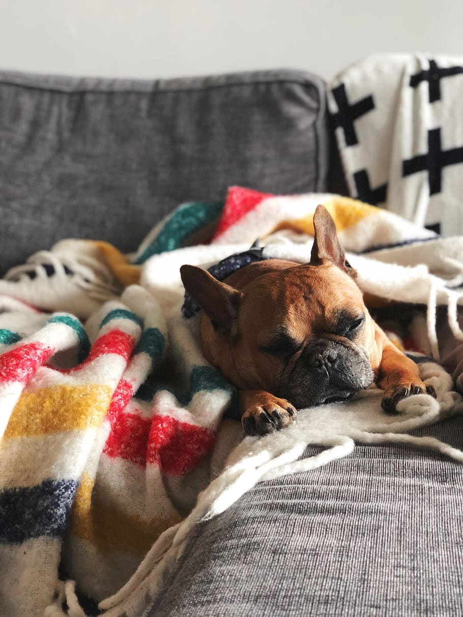 gos, dorment, blanc, manta, caní, animal, mamífer, mascota, sofà, bulldog, bulldog francès, mobles, bokeh, seure, Frenchie, tovallola, boxejador, endormiscat, gos adormit, hbc, pitbull, llit, mascotes, nacional, animals domèstics, temes d'animals, un animal, vertebrats, relaxació, a l'interior, descans, tèxtil, cap gent, interior de casa, cap d’animals, 4K