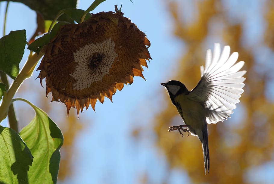 llum, tit, ala, ocell, fam, ploma, acròbata, alimentació, volant, plomatge, animals a la natura, fauna animal, centrar-se en primer pla, animal, temes d'animals, vertebrats, ales separades, part de la planta, naturalesa, full, dia, cap gent, primer pla, planta, bellesa a la natura, a l'aire lliure, arbre, creixement, 2K