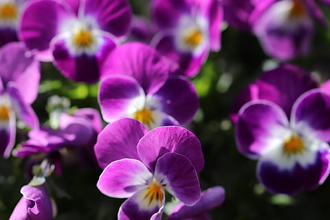 thoughts, flowers, spring, bloom, garden, colorful, violet, flowering plant, flower, plant, beauty in nature, freshness, fragility, vulnerability, petal, close-up, purple, inflorescence, flower head, nature, growth, no people, pansy, selective focus, focus on foreground, springtime, day, outdoors, crocus, flowerbed, 5K, CC0, public domain, royalty free