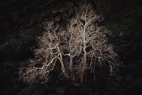 arbre, naturalesa, a l'aire lliure, planta, bakersfield, califòrnia, kern river, Estats Units, paisatge, arrel, arbres, gel, vegetació, espai, astronomia, univers, nebulosa, espai exterior, bosc, terra, cap gent, tranquil·litat, bellesa a la natura, vista d’angle baix, creixement, nit, hivern, temperatura de fred, branca, tronc de l'arbre, neu, rock, tronc, 8K, CC0, domini públic, lliure de regalies