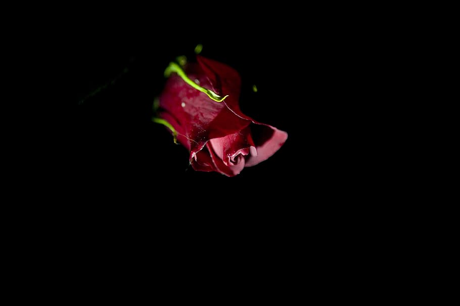 rosa rossa, fiore, rosa, pianta, fiorire, petalo, Inghilterra, romantico, romanticismo oscuro, drammatico, luce, sfondo, sfondo posteriore, rosso, romanza, amore, San Valentino, fiore rosso, natura, sfondo nero, girato in studio, freschezza, avvicinamento, copia spazio, bellezza nella natura, nessuno, in casa, pianta fiorita, vulnerabilità, fragilità, singolo oggetto, testa di fiore, 4K