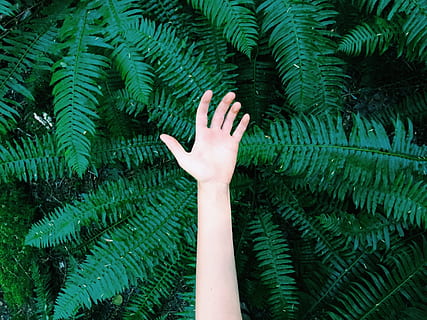 reach out, green color, human body part, hand, human hand, one person, growth, plant, nature, fern, unrecognizable person, tree, leaf, body part, beauty in nature, close-up, outdoors, real people, day, plant part, human arm, human limb, arms raised, finger, 1080P, CC0, public domain, royalty free