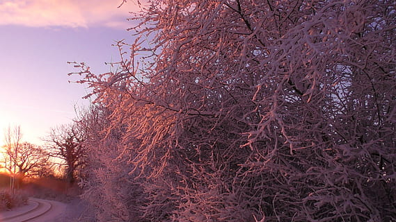 vinterlige, vinter, sne, kold, vinter magi, sne landskab, vinterindtryk, træ, plante, natur, himmel, afdeling, ingen mennesker, bare træ, skønhed i naturen, jord, transportmidler, dag, scenics - natur, udendørs, ro, efterår, vej, ikke-urbane scene, landskab, lave om, 4K, CC0, offentligt domæne, royaltyfrie