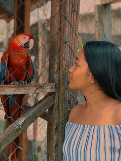 blue, tree, barrel, bird, vertebrate, real people, parrot, animal wildlife, one animal, animals in the wild, perching, leisure activity, focus on foreground, one person, day, lifestyles, women, outdoors, adult, looking, 4K, CC0, public domain, royalty free