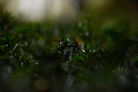 plante cu frunze verzi, plantă, copac, conifer, mușchi, brad, abies, verde, frunze, natură, în aer liber, tufiș, pădure, a închide, ac de pin, larice, tisă, molid, ace de pin, selectiv, creştere, frumusețe în natură, Culoarea verde, nici o persoana, zi, liniște, teren, iarbă, camp, vulnerabilitate, parte a plantelor, prospeţime, fragilitate, umed, suprafață, 5K, CC0, domeniu public, fără drepturi de autor