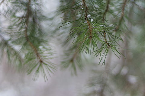 gran, nåle, træ, Defocus, plante, vækst, tæt på, fyrretræ, grøn farve, natur, ingen mennesker, selektiv fokusering, skønhed i naturen, dag, nåletræ, afdeling, nål - plante del, fokus på forgrunden, Pinaceae, udendørs, ro, friskhed, plante del, fyrreskov, 4K, CC0, offentligt domæne, royaltyfrie