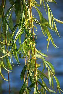flod, vide, solnedgång, växt, tillväxt, grön färg, blad, växtdel, skönhet i naturen, natur, inget folk, närbild, dag, fokusera på förgrunden, solljus, utomhus, träd, lugn, friskhet, mat och dryck, mat, himmel, lågvinkelvy, 5K, CC0, offentligt domän, royaltyfria