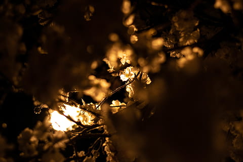 tørrede blade, lys, flare, natur, udendørs, sollys, is, blomst, mørk, dybde, sne, landskab, plante, blad, jord, krystal, himmel, frost, gelænder, selektiv fokusering, ingen mennesker, træ, vækst, tæt på, nat, silhuet, afdeling, skønhed i naturen, ro, blomstrende plante, skrøbelighed, brænding, 5K, CC0, offentligt domæne, royaltyfrie