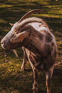 cabra de muntanya grisa, vida salvatge, animal, antílop, mamífer, cabra, ramat, vaca, cabra de muntanya, verd, naturalesa, rock, toro, Longhorn, ocell, aus aquàtiques, alces, zoo, menjar, mineria, temes d'animals, animals domèstics, camp, vertebrats, terra, nacional, cap gent, mascotes, bestiar, herba, de peu, grup d’animals, dia, animal jove, centrar-se en primer pla, fauna animal, herbívors, família d’animals, 4K, CC0, domini públic, lliure de regalies