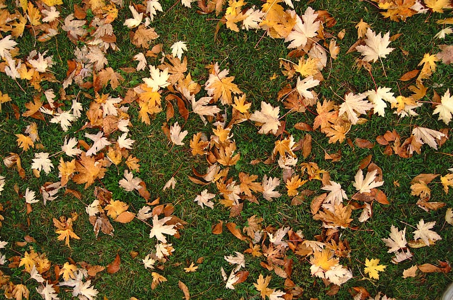 foglia, le foglie, autunno, natura, tempo di caduta, terra, caldo, sfondo, sfondo autunnale, caduta immagine eroe, parte vegetale, campo, bellezza nella natura, modificare, nessuno, giorno, caduta, pianta, vulnerabilità, vista dall'alto, fragilità, asciutto, erba, abbondanza, sfondi, foglia di acero, all'aperto, condizione naturale, 1080P