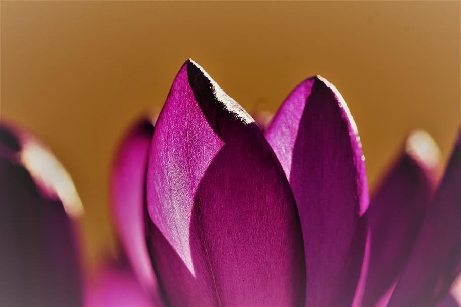 krokus, violet, haven forår, flor, forårsvågne, natur, blomst, tæt på, blomstrende plante, friskhed, plante, skønhed i naturen, kronblad, blomsterstand, lilla, blomsterhoved, sårbarhed, skrøbelighed, ingen mennesker, studio skud, selektiv fokusering, vækst, indendørs, lyserød farve, 5K