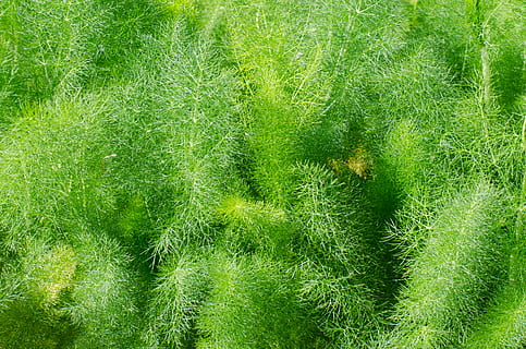 naturalesa, vegetació, fenouil, patró, fraîcheur, verdura, vert, branques, color verd, planta, creixement, herba, bellesa a la natura, cap gent, dia, marc complet, fons, a l'aire lliure, terra, tranquil·litat, primer pla, exuberant fullatge, fullatge, aigua, frescor, vista d’angle alt, 4K, CC0, domini públic, lliure de regalies