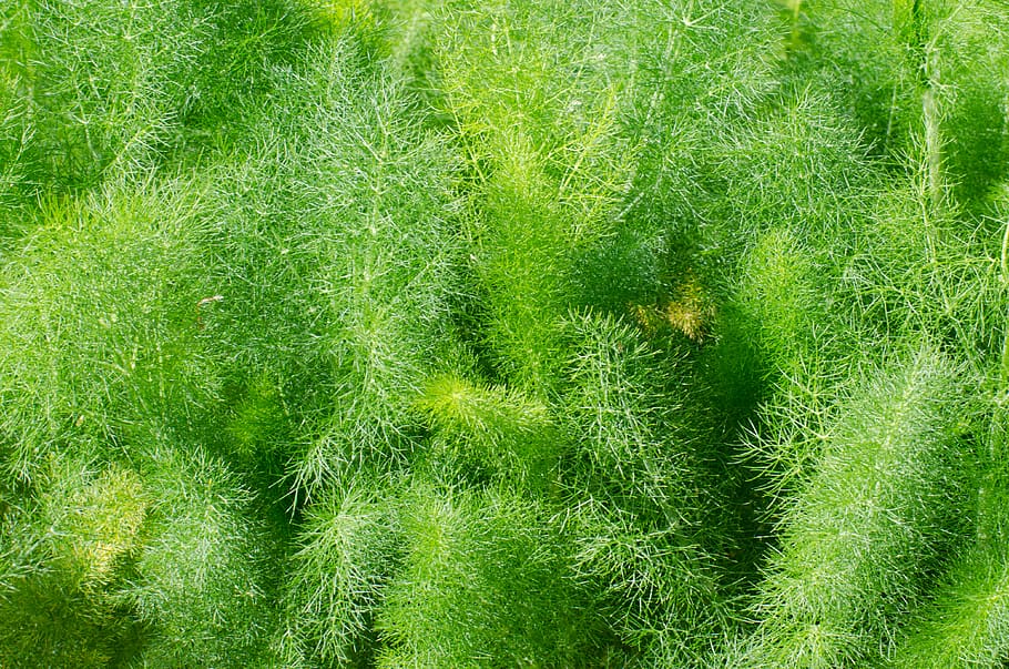 naturalesa, vegetació, fenouil, patró, fraîcheur, verdura, vert, branques, color verd, planta, creixement, herba, bellesa a la natura, cap gent, dia, marc complet, fons, a l'aire lliure, terra, tranquil·litat, primer pla, exuberant fullatge, fullatge, aigua, frescor, vista d’angle alt, 4K