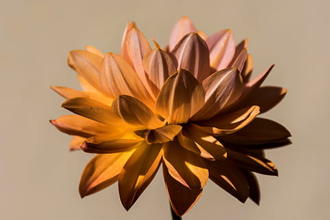 blomst, forår, natur, flor, flora, skønhed, tæt, farverig, bella, dalia, orange, naturlig, baggrund, blomster, studio skud, blomstrende plante, friskhed, tæt på, kronblad, skønhed i naturen, sårbarhed, skrøbelighed, plante, blomsterhoved, indendørs, blomsterstand, ingen mennesker, farvet baggrund, gul, vækst, blad, beige baggrund, 5K, CC0, offentligt domæne, royaltyfrie