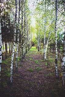 foresta di betulle, ramo, ambiente, flora, foresta, erba, crescita, guida, paesaggio, luce, lussureggiante, parco, panoramico, stagione, estate, minuscolo, albero, alberi, legna, giovane, pianta, direzione, la strada davanti, la tranquillità, natura, terra, giorno, scena tranquilla, sentiero, nessuno, bellezza nella natura, tronco d'albero, tronco, prospettiva decrescente, scenics - natura, scena non urbana, all'aperto, bosco, treelined, 5K, CC0, dominio pubblico, privo di copyright
