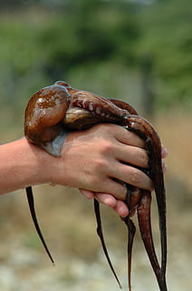 octupus marrom, animal, invertebrado, vida marinha, polvo, dedo, el port de la selva, Espanha, mão, humano, pessoa, Lula, Grécia, inseto, anêmona do mar, vestuário, roupas, calça, Concha do mar, concha, exibição, mão humana, uma pessoa, focar em primeiro plano, segurando, parte do corpo humano, fechar-se, pessoas reais, dia, comida e bebida, pessoa irreconhecível, Comida, um animal, animais selvagens, natureza, ao ar livre, 4K, CC0, domínio público, royalty free