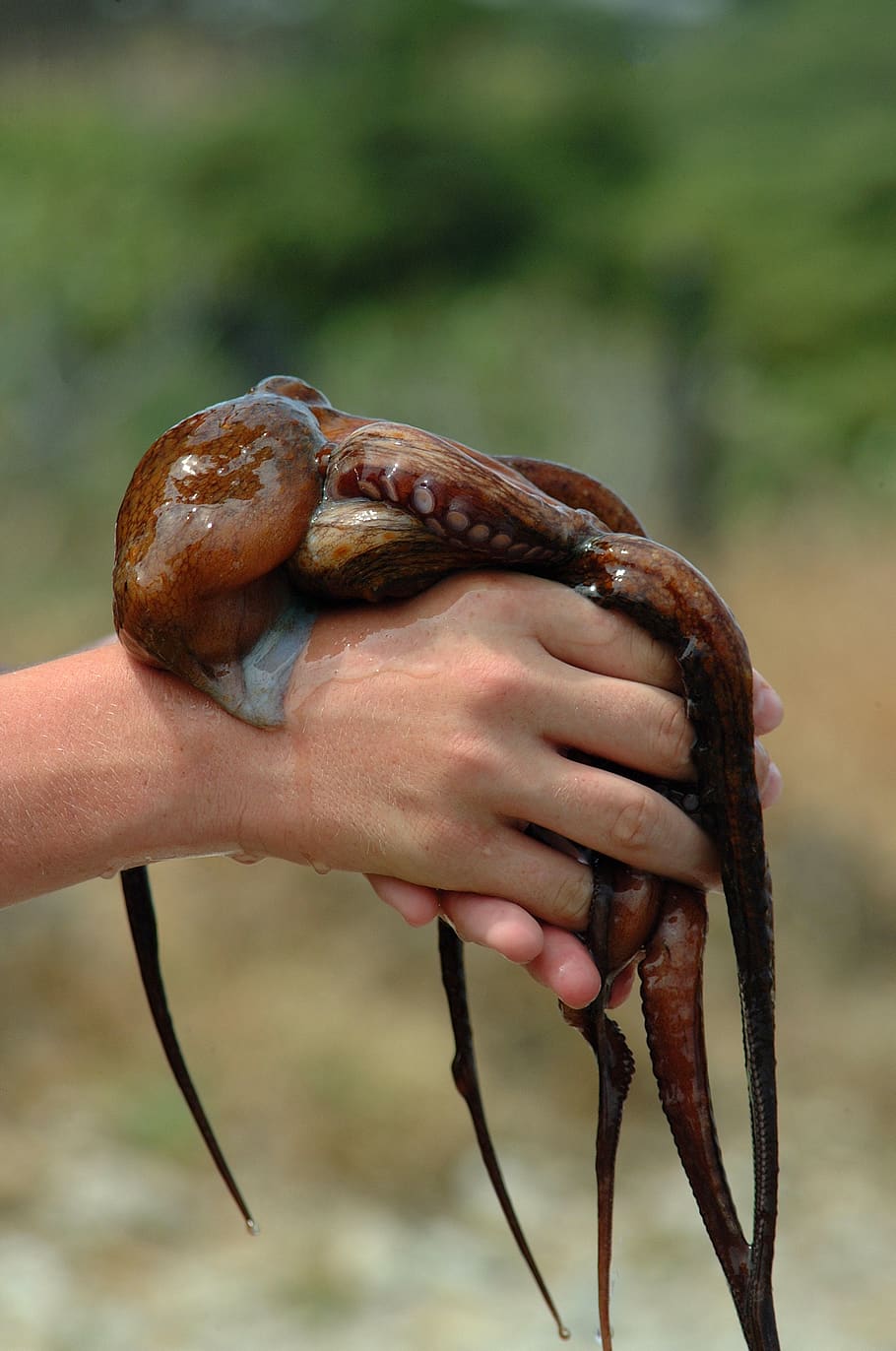 hnědý octupus, zvíře, bezobratlý, mořský život, chobotnice, prst, el port de la selva, Španělsko, ruka, člověk, osoba, oliheň, Řecko, hmyz, mořská sasanka, oděv, oblečení, kalhoty, mušle, ulita, Zobrazit, lidské ruky, jedna osoba, zaměřit se na popředí, hospodářství, část lidského těla, detail, skutečných lidí, den, jídlo a pití, k nepoznání člověka, jídlo, jednoho zvířete, zvířat, Příroda, venku, 4K