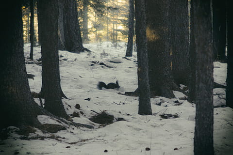 mongolia, arbre, sciurus, neu, bosc, bonic, món, ulaanbaatar, tronc, hivern, tronc de l'arbre, temperatura de fred, planta, terra, naturalesa, cap gent, bellesa a la natura, escenics - natura, medi ambient, dia, a l'aire lliure, escena tranquil·la, tranquil·litat, arbre de coníferes, 4K, CC0, domini públic, lliure de regalies
