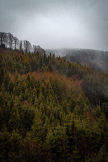 paisatge dels pins, arbre, planta, avet, abies, conífera, Alemanya, altusried, pi, boira, picea, làrix, temps, naturalesa, a l'aire lliure, verd, pols, canviant d'humor, arbres, bronzejat, humor, bosc, terra, cel, medi ambient, escenics - natura, cap gent, paisatge, bellesa a la natura, escena tranquil·la, tranquil·litat, escena no urbana, muntanya, dia, creixement, bosc de pi, arbre de coníferes, 5K, CC0, domini públic, lliure de regalies