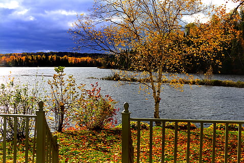 Landschaft, fallen, Natur, Baum, Birke, See, Blätter, Geäst, Nuance, Holz, Orange, Herbst, Farben, québec, Kanada, Wasser, Pflanze, Schönheit in der Natur, Ruhe, Szenen - Natur, ruhige Szene, Himmel, Geländer, Wachstum, keine Leute, Tag, Veränderung, wolke - himmel, Nicht-städtische Szene, draußen, 5K, CC0, gemeinfrei, lizenzfrei