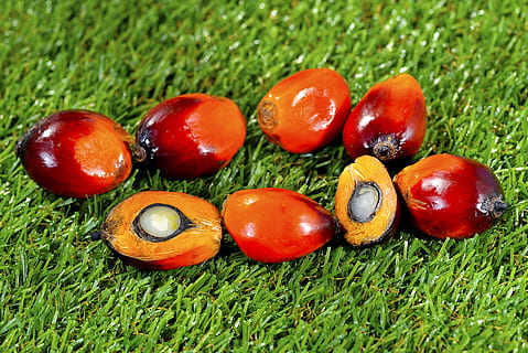 fallen, Garten, Blatt, Obst, Lebensmittel, Palme, Öl, Hintergrund, reif, rot, produzieren, Landwirtschaft, Ernte, Ware, Indonesien, Asien, Energie, landwirtschaftlich, industriell, Malaysia, Palmöl, Industrie, Kochen, Öl Palme, Frische, Nuss, Ressourcen, Samen, tropisch, Gelb, Rohmaterial, Öl Industrie, gesund, organisch, frisch, Grün, Vegetarier, Natur, Vitamin, Zutat, Essen, roh, Pflanze, Ernährung, bunt, natürlich, Essen und Trinken, Gras, grüne Farbe, Nahansicht, gesundes Essen, keine Leute, Feld, Wohlbefinden, Land, Tag, Wachstum, draußen, Nuss - Essen, Versuchung, 5K, CC0, gemeinfrei, lizenzfrei