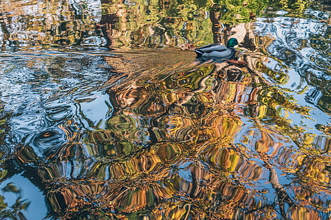 rață, ondulații, cădea, reflecţie, copaci, parc, lac, pasăre, animale în sălbăticie, apă, animale sălbatice, animale tematice, animal, animale vertebrate, un animal, malul mării, încrețit, nici o persoana, zi, înot, natură, vedere în unghi mare, păsări de apă, frumusețe în natură, în aer liber, 2K, CC0, domeniu public, fără drepturi de autor