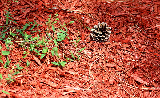 Pinecone, ต้นสน, ต้นไม้, pinecones, เขียวตลอดปี, เรียบร้อย, ฤดูหนาว, วัน, ปลูก, ธีมสัตว์, มุมมองมุมสูง, ธรรมชาติ, ไม่มีคน, สัตว์, สัตว์ป่า, สัตว์ในป่า, ที่ดิน, สัตว์ที่ไม่มีกระดูกสันหลัง, แห้ง, สัตว์หนึ่งตัว, สนาม, แมลง, ใบไม้, ใกล้ชิด, ส่วนของพืช, กลางแจ้ง, โคนต้นสน, ผีเสื้อ - แมลง, 4K, CC0, โดเมนสาธารณะ, ค่าลิขสิทธิ์ฟรี