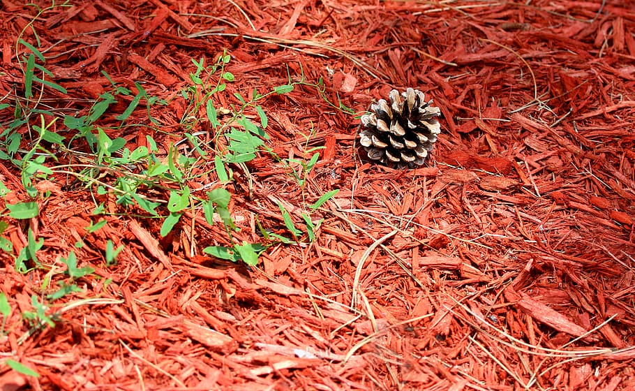 Pinecone, ต้นสน, ต้นไม้, pinecones, เขียวตลอดปี, เรียบร้อย, ฤดูหนาว, วัน, ปลูก, ธีมสัตว์, มุมมองมุมสูง, ธรรมชาติ, ไม่มีคน, สัตว์, สัตว์ป่า, สัตว์ในป่า, ที่ดิน, สัตว์ที่ไม่มีกระดูกสันหลัง, แห้ง, สัตว์หนึ่งตัว, สนาม, แมลง, ใบไม้, ใกล้ชิด, ส่วนของพืช, กลางแจ้ง, โคนต้นสน, ผีเสื้อ - แมลง, 4K