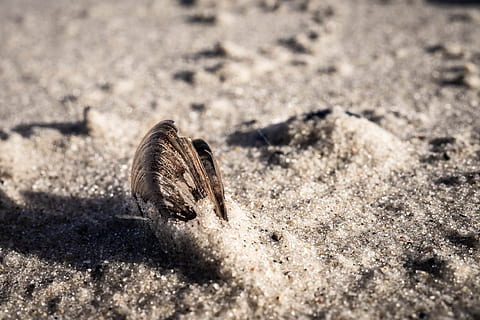 conchiglia, sabbia, zingst, spiaggia, mare, natura, animale, mollusco, banca, linea di costa, biologia, mitilo, temi animali, fauna selvatica, un animale, animali allo stato selvatico, insetto, invertebrato, terra, nessuno, giorno, avvicinamento, luce del sole, messa a fuoco selettiva, all'aperto, vista dall'alto, Marrone, concentrarsi sulle conoscenze acquisite, campo, farfalla - insetto, 4K, CC0, dominio pubblico, privo di copyright