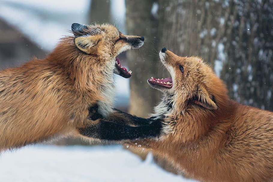 due volpi marroni, animale, temi animali, gruppo di animali, mammifero, la neve, due animali, animali allo stato selvatico, fauna selvatica, temperatura fredda, inverno, vertebrato, conflitto, combattente, nessuno, bocca aperta, aggressione, bocca, arrabbiato, natura, ringhioso, nevicando, 4K