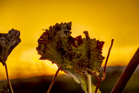 hoja, vid, de cerca, macro, puesta de sol, crepúsculo, estado animico, naturaleza, viticultura, planta, otoño, vino, rojo, amarillo, naranja, hdr, alto rango dinámico, contraste, centrarse en primer plano, nadie, belleza en la naturaleza, crecimiento, parte de la planta, cielo, flor, fragilidad, vulnerabilidad, tallo de la planta, al aire libre, planta floreciendo, día, tranquilidad, 5K, CC0, dominio público, libre de derechos