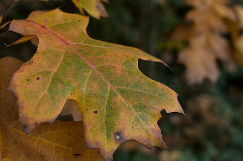 full, bosc, macro, naturalesa, caure, tardor, amfitrió, hösten, herbst, primer pla, colorit, calma, a l'aire lliure, part de la planta, centrar-se en primer pla, vena de la fulla, canvi, fulla d'auró, planta, cap gent, bellesa a la natura, creixement, sec, dia, fulles, patró natural, arbre, arbre d'auró, condició natural, 4K, CC0, domini públic, lliure de regalies