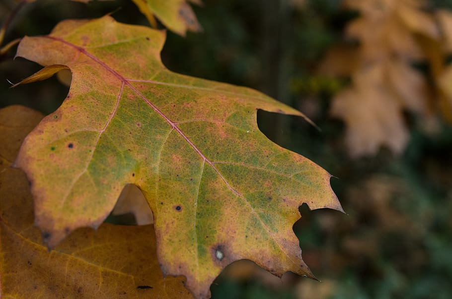 full, bosc, macro, naturalesa, caure, tardor, amfitrió, hösten, herbst, primer pla, colorit, calma, a l'aire lliure, part de la planta, centrar-se en primer pla, vena de la fulla, canvi, fulla d'auró, planta, cap gent, bellesa a la natura, creixement, sec, dia, fulles, patró natural, arbre, arbre d'auró, condició natural, 4K