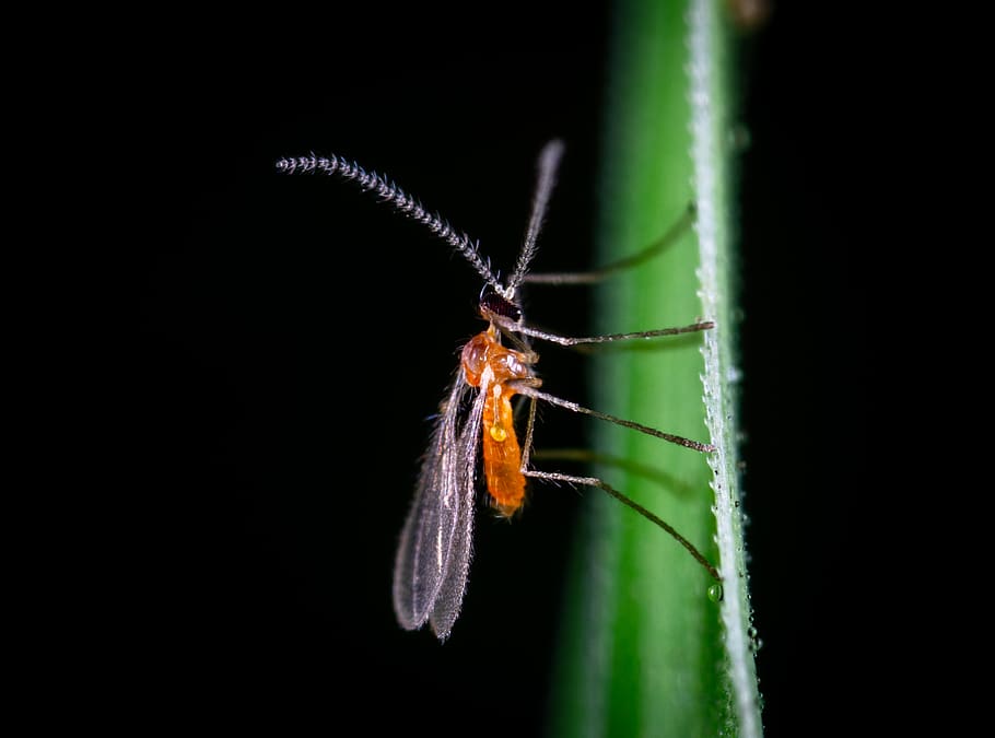 hmyz, detailní fotografie, Chyba, detail, málo, makro, makro fotografie, zvířat, bezobratlý, zvíře, jednoho zvířete, zvířata ve volné přírodě, část těla zvířete, nikdo, zvířecí anténa, členovců, zelená barva, černé pozadí, studio shot, Příroda, zoologie, zvířecí křídlo, den, venku, motýl - hmyz, 2K