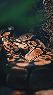 brown ball python, human, person, people, snake, animal, artis, amsterdam, netherlands, reptile, rattlesnake, widl life, wildlife, food, bbq, clothing, footwear, selective focus, close-up, nature, human body part, real people, day, one person, land, lifestyles, tree, plant part, leaf, body part, men, high angle view, plant, outdoors, leisure activity, forest, jeans, 4K, CC0, public domain, royalty free
